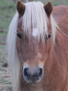 Equine Human Mindfullness Rex