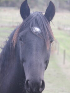 Equine Human Mindfulness Kryptonite