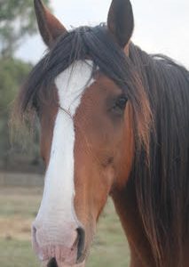 Equine Human Mindfulness-Saxon.jpg