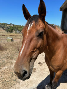 Equine Human Mindfulness elle