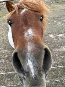 Equine Human Mindfulness ginger