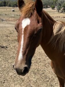 Equine Human Mindfulness hush